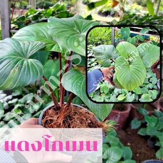 ☘️1 ต้น พร้อมกระถาง ต้นเสน่ห์จันทร์โกเมนหรือว่านเสน่ห์จันทร์โกเมน  ต้นไม้มงคล จัดส่งคละต้น คละความสูง  ส่งพร้อมกระถาง