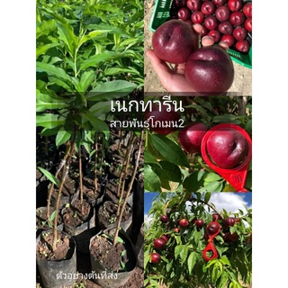 (1ต้น) เนกทารีน สายพันธุ์โกเมน2 เนื้อละเอียดรสหวาน