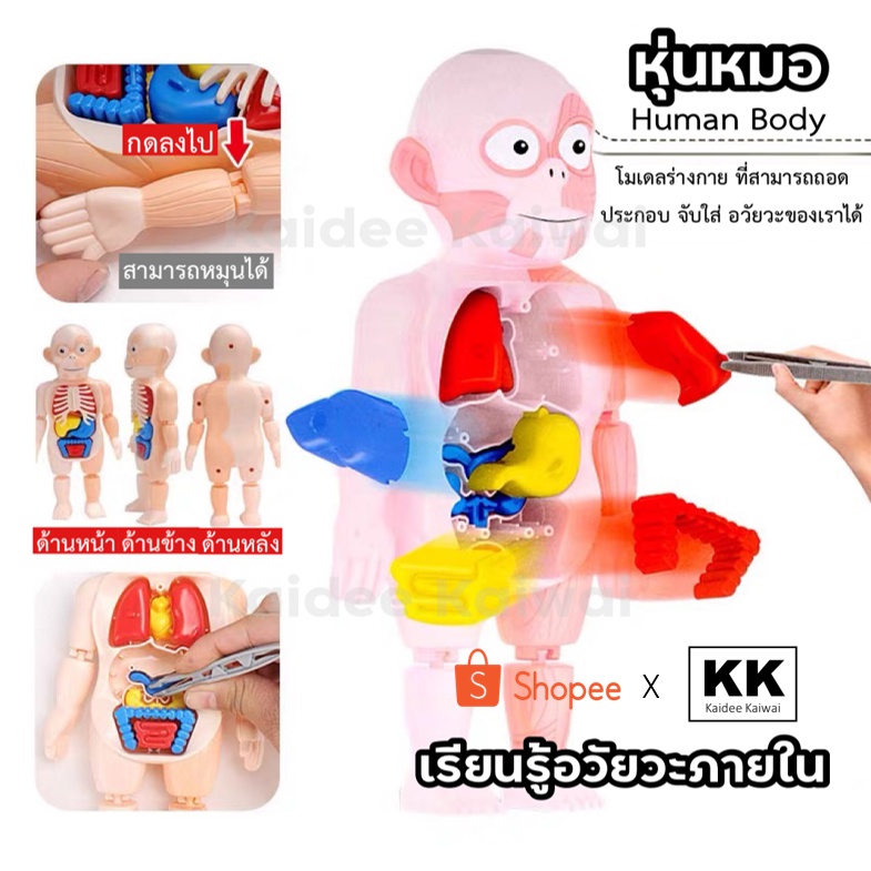 หุ่นจำลองอวัยวะและร่างกายมนุษย์ ให้เด็กๆ เล่นต่ออวัยวะภายในได้ เสริมสร้างการเรียนรู้ จดจำ และพัฒนาการได้