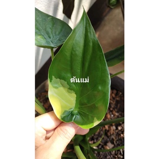 ถูกที่สุด กวักใบโพธ์ด่างปลูกในกระถาง5นิ้วมี3ขนาดให้เลือก ไม้มงคลเรียกทรัพย์