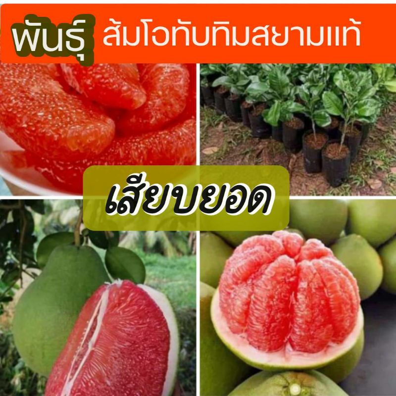 ต้นส้มโอทับทิมสยาม เสียบยอด รสชาติหวาน หนุ่มละมุนลิ้น ต้นสูงประมาณ 40-50ซม.