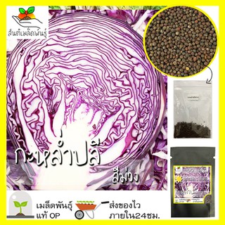 เมล็ดพันธุ์ กะหล่ำปลีสีม่วง 400 เมล็ด Mammoth Red Rock Cabbage Seed เมล็ดพันธุ์แท้100%นำเข้าจากต่างประเทศ ปลูกผักสวนครัว