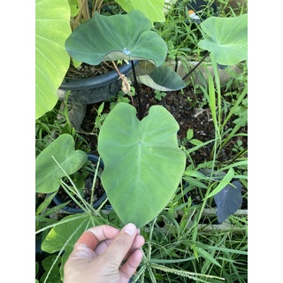 บอน บิกินี่ตินี่ colocasia bikini tiny ต้นไม้