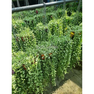 เดฟด่างยกพวง 10 ต้น 🌱🙂🙃🙂🙃สวยๆจร้า งานดีตามรีวิวคะ😊