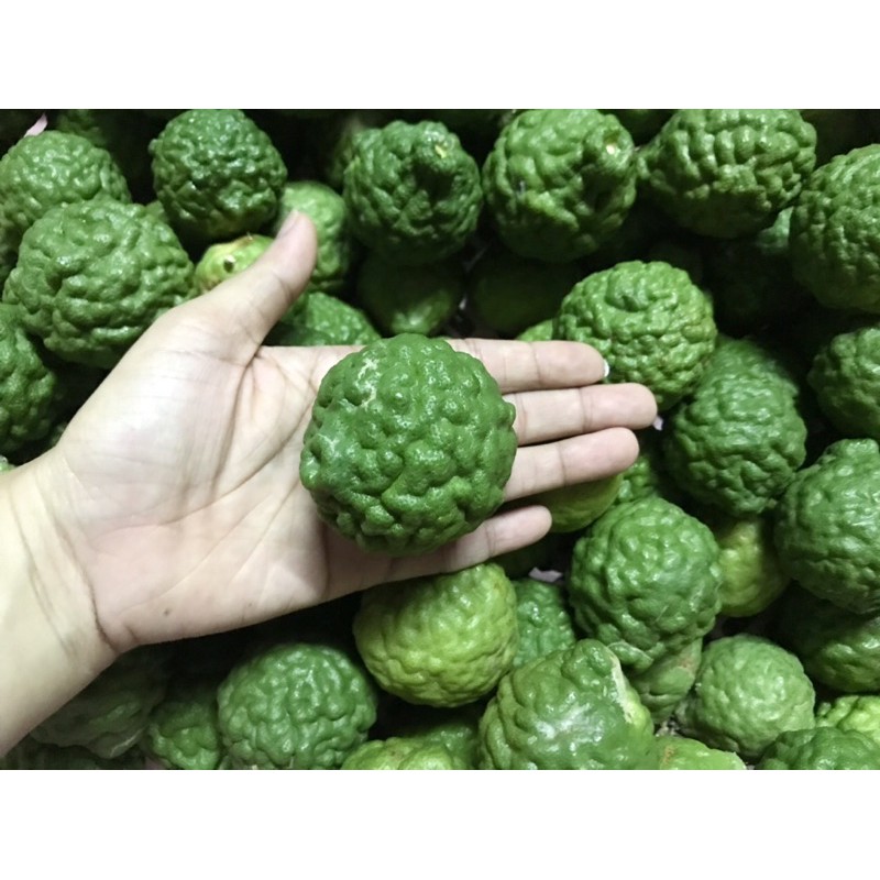 (ใช้โค้ดส่งฟรีได้)900 กรัม ลูกมะกรูดสด ปลูกเองธรรมชาติ ไม่มีสารเคมีและยาฆ่าแมลง ปราศจากสารเคมี