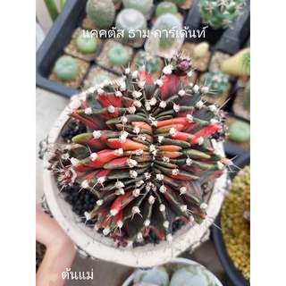 Gymnocalycium Clone Blackpearl ยิมโนแบลคเพิล