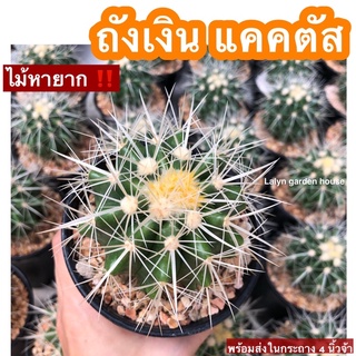 🌵ถังเงิน แคคตัส ‼️ ไม้มงคลไม้หายาก ‼️น่าสะสม ขนาด 10-12 cm ส่งทั้งกระถางนะคะ ต้องรีบมีแล้วน้า🤍‼️