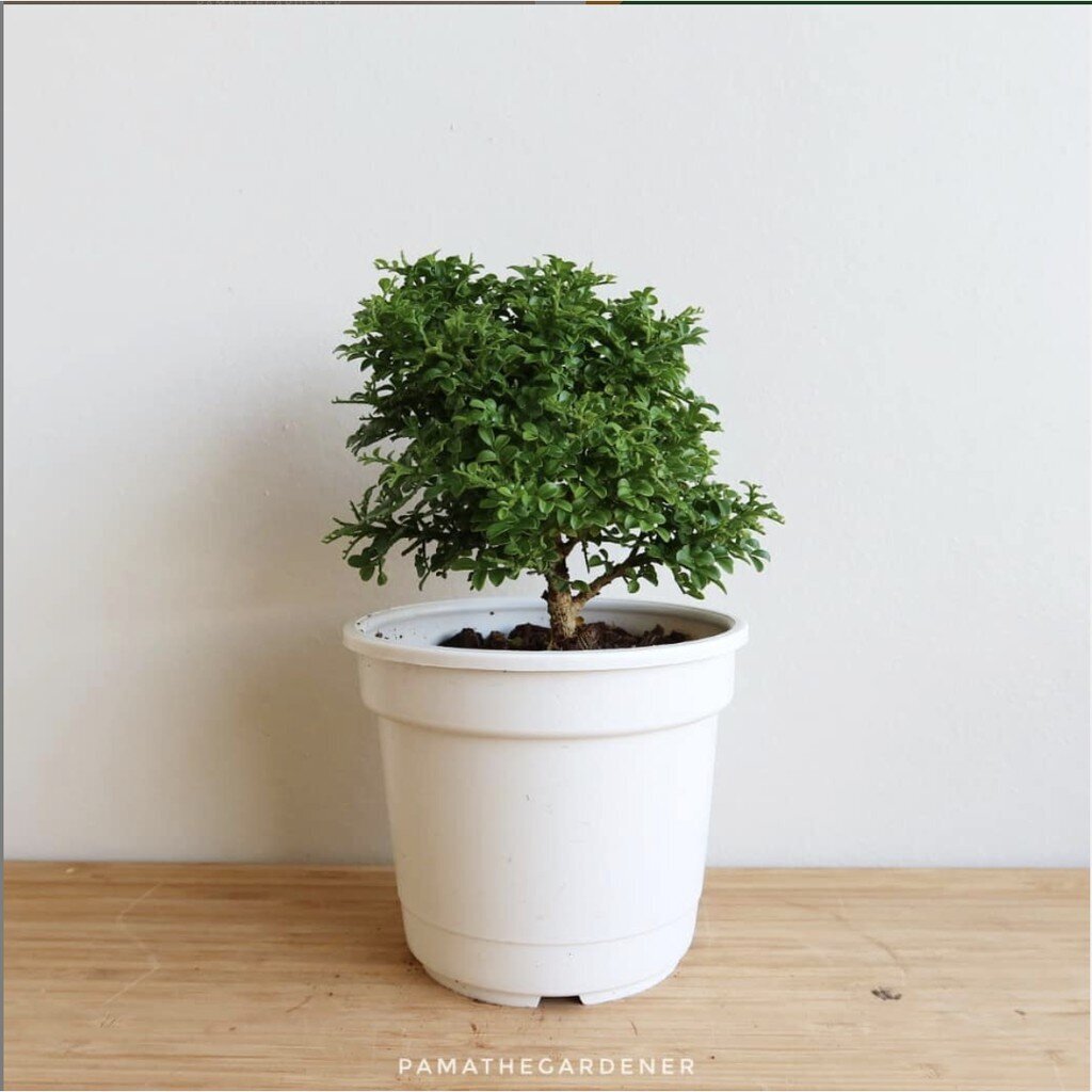 มุมมอง 2