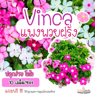 เมล็ดพันธุ์ดอกแพงพวยฝรั่ง จำนวน 10 เมล็ด อัตราการงอก95% ปลูกง่าย โตไว (แถมฟรี เมล็ดผักทุกออเดอร์)