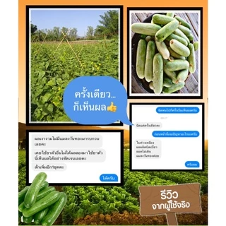 ชุดป้องกันและกำจัดแมลงวันทอง #ออร์ก้าแวกซ์ + #เฮอเบิลฟรุทฟราย ตัดวงจรชีวิต หมดสิทธิ์วางไข่ ปลอดภัยต่อผลผลิต