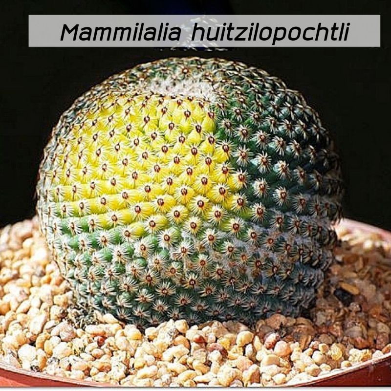 [ถูกที่สุด]แคคตัสแมมฮุย Mammillaria huitzilopochtli cactus,succulent กระบองเพชร ไม้อวบน้ำ ต้นไม้สวยงาม