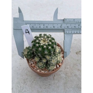 discocactus buenekeri ดิสโก้ กระบองเพชร