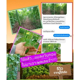 ชุดป้องกันและกำจัดแมลงวันทอง #ออร์ก้าแวกซ์ + #เฮอเบิลฟรุทฟราย ตัดวงจรชีวิต หมดสิทธิ์วางไข่ ปลอดภัยต่อผลผลิต