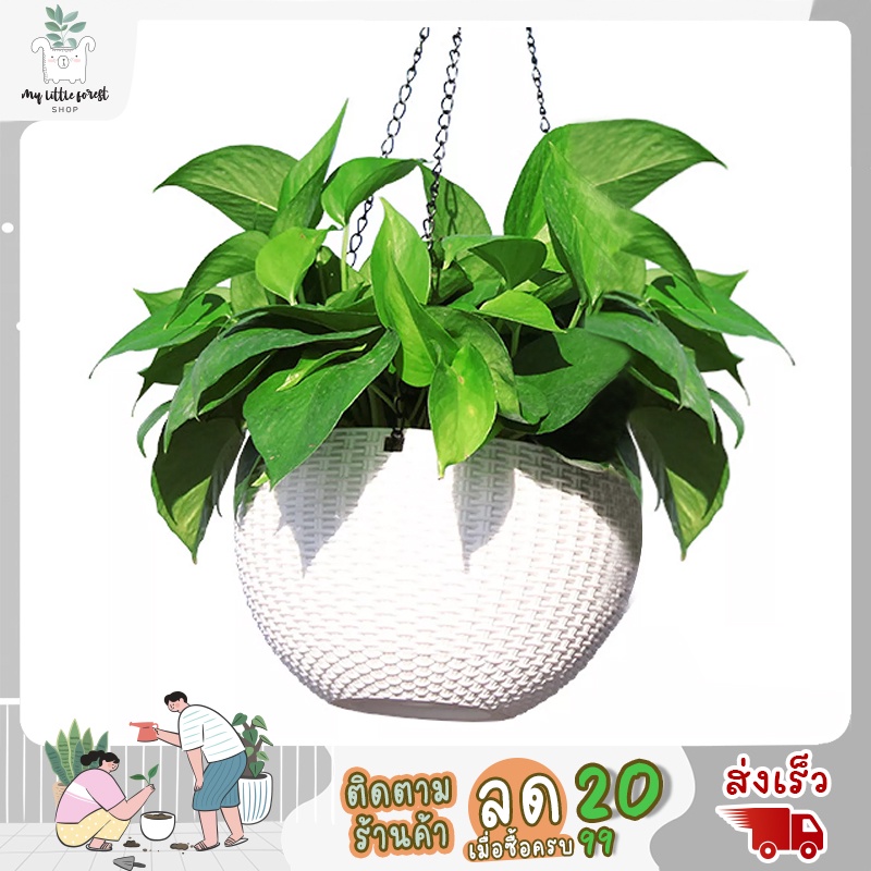 Mylittleforest.shop | Plant pot กระถางต้นไม้ กระถางต้นไม้พลาสติกแบบแขวน กระถางต้นไม้แบบห้อย สีขาว มี