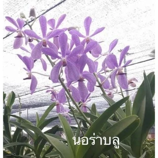 ม็อคคาร่า ส่งแบบไม่ติดดอก