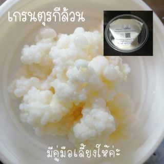 (ส่งkerry ทุกวัน)​เกรนตุรกี (ไม่เปรี้ยว) บัวหิมะธิเบต/คีเฟอร์นม​Kefir Grains