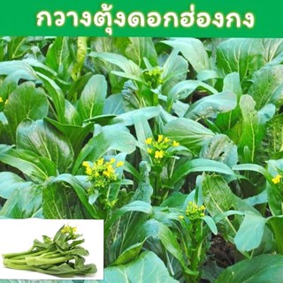 เมล็ดกวางตุ้งดอกฮ่องกง 2000 เมล็ด