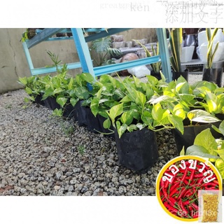 MONEY PLANT/POTHOS/DEVILS IVY DALAM POLYBAG母婴/玫瑰/木瓜/生菜/鲜花/手链/香菜/花园/头饰/帽子/ TTBJ