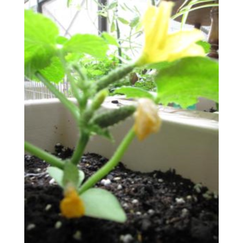 แตงกวาพวง ญี่ปุ่น (Japanese Cucumber) เมล็ด OP (พร้อมส่ง) - รูปที่ 2