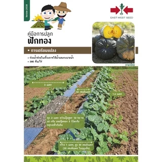 GGEW เมล็ดพันธุ์ซฟ ฟักทองบัตเตอร์นัทถุงทอง 10 เมล็ด ตราศรแดง Butternut