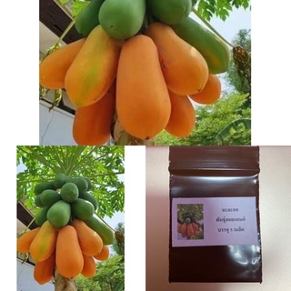 เมล็ด มะละกอ พันธุ์ฮอลแลนด์ Holland Papaya Seed บรรจุ 5 เมล็ด