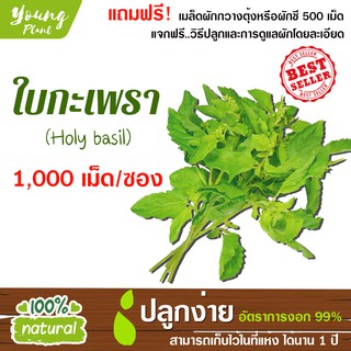 เมล็ดผักสลัดกะเพรา 1,000 เมล็ด อัตราการงอก99% (แถมฟรี! เมล็ดกวางตุ้งหรือผักชี 500เม็ด)