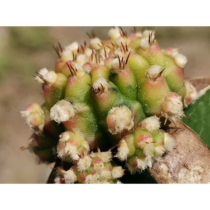 (No.ด2)​ โมโมทาโร่ด่าง ไม้กราฟ 1 ต้น # Cactus แคคตัส กระบองเพชร ไม้อวบน้ำ ไม้กราฟ ราคาถูก momotaro Gymnocalycium โมโม