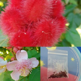 เมล็ดคำแสดหรือคำเงาะ(annatto seeds)พร้อมซองกันชื้นราคา35บจำนวน100เมล็ดนน36กรัมสรรพคุณเยอะมากนำเมล็ดไปทำสีผสมจากธรรมชาติ