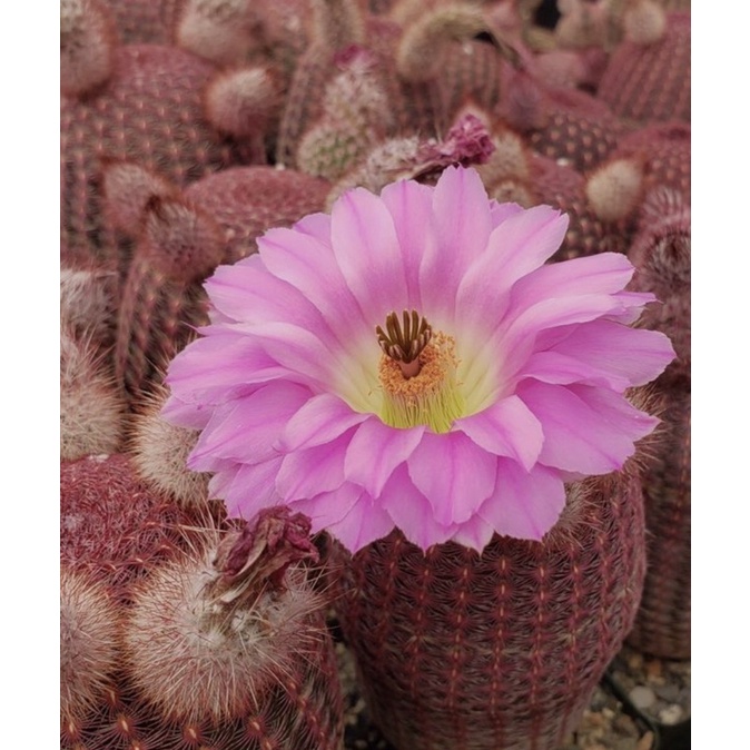 หน่อเด็ดสดเรนโบว์ Echinocereus Rigidissimus (Rainbow cactus)