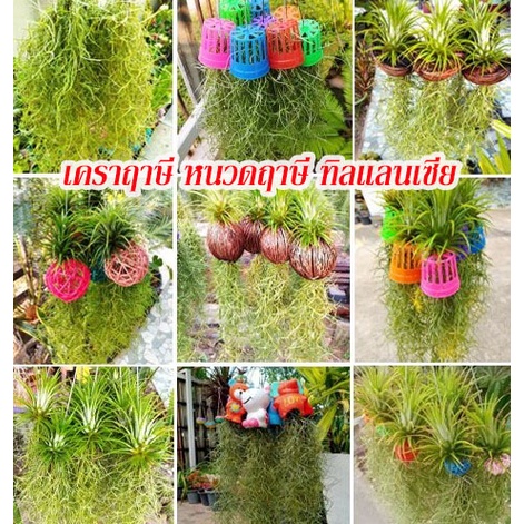 1 ชุด 5 พวง เคราฤาษี หนวดฤาษี ทิลแลนเซีย ตุ๊กตา บอลหวาย ตีนเป็ด ไม้ฟอกอากาศ ไม้ประดับ เลี้ยงง่าย