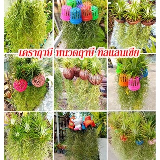 เคราฤาษี หนวดฤาษี ทิลแลนเซียสีแดงพร้อมออกดอก ไม้ประดับ เลี้ยงง่าย เหมาะสำหรับตกแต่งบ้าน เพิ่มบรรยากาศสดชื่น