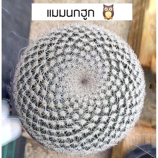 [ถูกที่สุด]แคคตัสแมมนกฮูก Olw Eye Cactus, Mammilalia Microthele ไม้เพาะเมล็ด กระบองเพชร ไม้อวบน้ำ cactus&amp;succulent