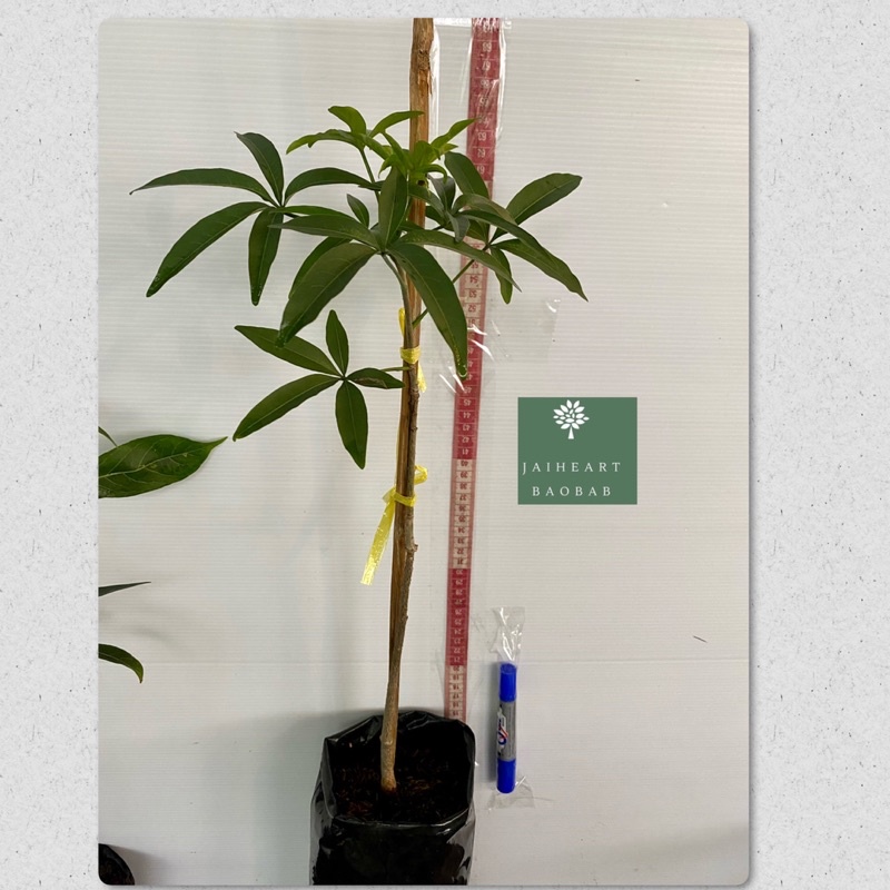 Grandidieri baobab คัดคุณภาพ ไม้เพาะเมล็ดราคาถูก550฿ ความสูง 60-70 ซม. จัดส่งเร็ว พร้อมติดป้ายชื่อกันน้ำ