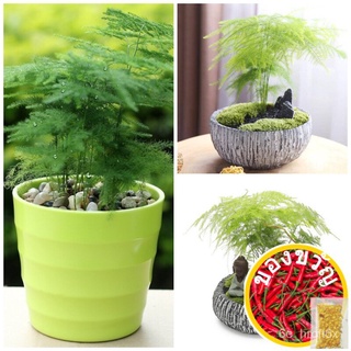 ปลูกง่าย Asparagus Fern เมล็ดพันธุ์ต้นไม้สำหรับปลูก (50เมล็ด/แพ็ค) Seeds Seeds Seeds Seeds เมล็ดงอกสูงเมล็ดพันธุ์ต้นไม้บ