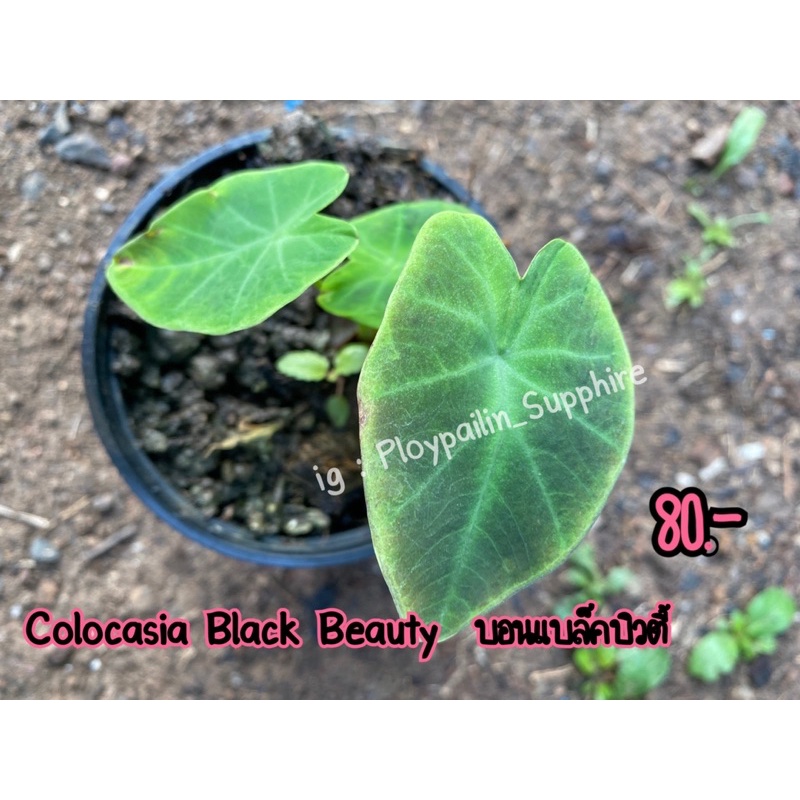 Colocasia Black Beauty  บอนแบล็คบิวตี้