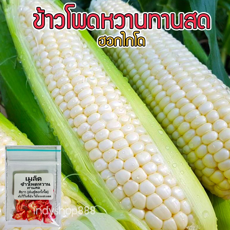 เมล็ดพันธุ์ ข้าวโพดหวานทานสด ข้าวโพดนมสม ขาวโพดทานดิบ ฮอกไกโด  ปลูกง่าย โตเร็ว ทนร้อน ให้ผลผลิตดี [10 แถม 1 คละได้]