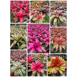 สัปปะรดสี Neoregelia ตรงปก ต้นไม้มงคล