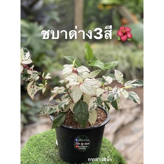 ชบาด่าง3สี Chinese Rose, Shoe Flower🌺