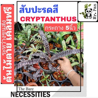 สับปะรดสี Cryptanthus ม้าลาย กระถาง5นิ้ว