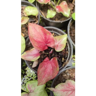 บอนสีลูกไม้ caladium