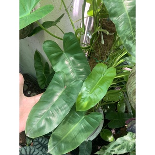 🌱 ฟิโลเดนดรอน มรกตเขียว หรือหยกมรกต (1 ยอด)  Philodendron