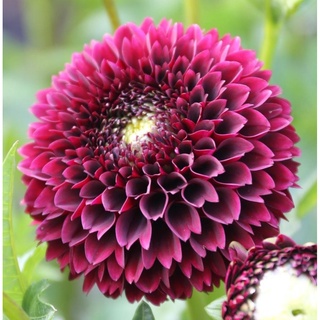 1 หัว/ออเดอร์ รักเร่ Dahlia สายพันธุ์ Jowey Mirella หัวรักเร่ ดอกไม้ หัวหน่อ เหง้า นำเข้า เนเธอร์แลน หัวสดใหม่
