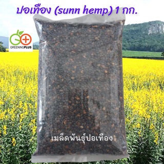 ปอเทือง (sunn hemp) 1 กก.