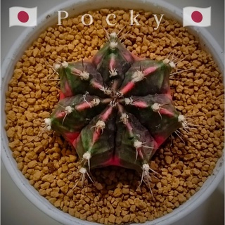 แคคตัส Cactus : Pocky🇯🇵👍ต้นแนะนำ💥ต้นชำหน่อSizeใหญ่ ขนาด5.7cm.💥⭐สีโทนแดงชมพูสวย ด่างครบพู⭐โคลนดังยอดนิยม ด่างสวย