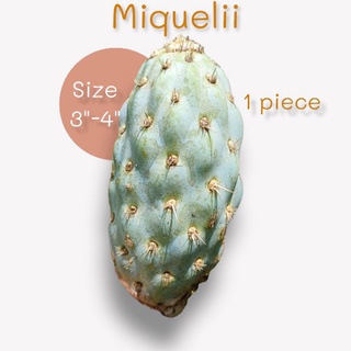 Miqueliopuntia ข้าวโพด แคคตัส miquelii กระบองเพชร แคคตัส cactus opuntia