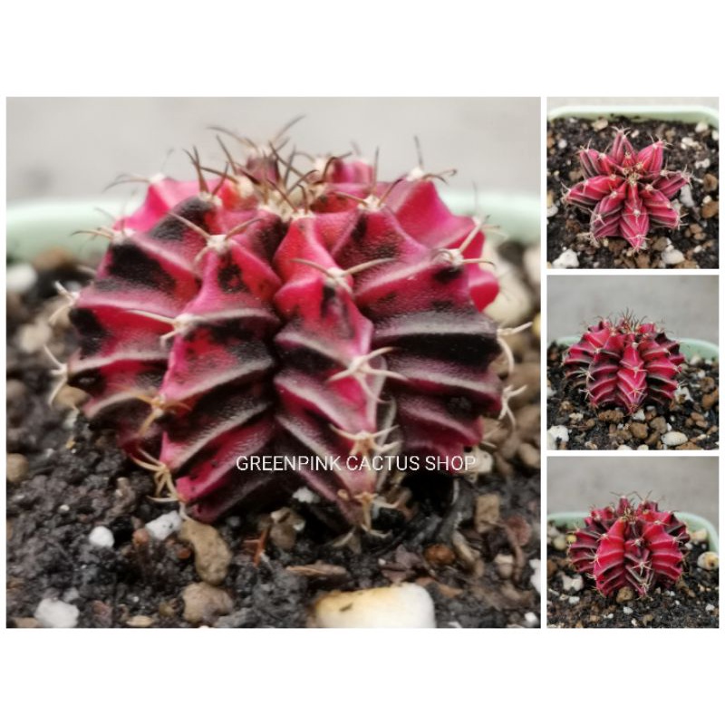 ยิมโนด่าง ไม้เมล็ด ตรงปก​ ภาพ20/3/65​ -​5 Gymnocalycium Cactus แคคตัส กระบองเพชร ราคาถูก​ ยิมโน Gymn