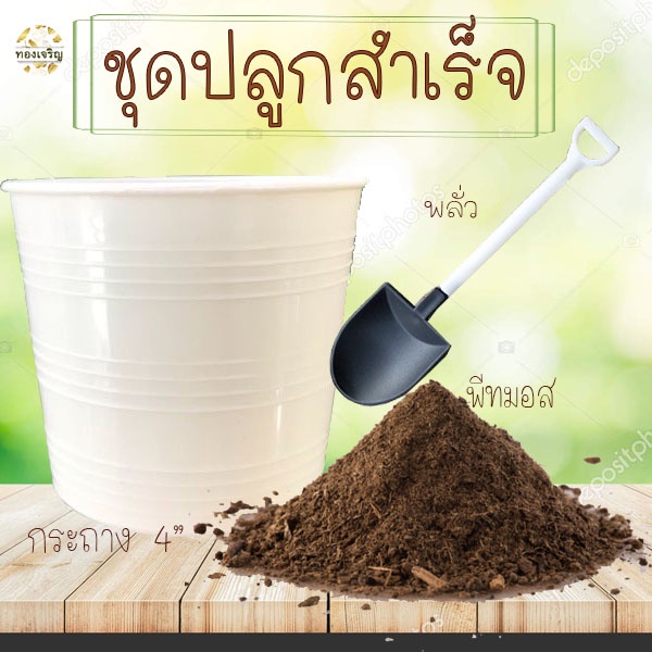 ชุดปลูกสำเร็จ พร้อมกระถาง ถูกที่สุด 49 บ. ปลูกได้แม้พื้นที่จำกัด ปลูกง่าย โตไว ออแกนิก100%