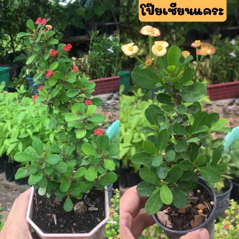 🍀โป๊ยเซียนแคระ🍀ไม้มงคล ไม้โบราณ ดอกสีแดงเหลือง ดอกสวย ขายพร้อมถุงชำ ต้นสวยแข็งแรง