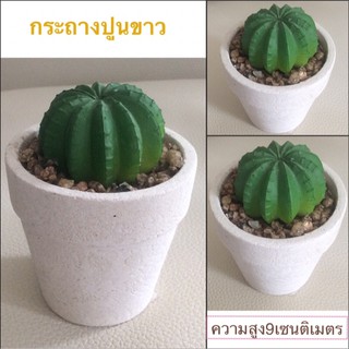 ✔️✔️Cactusแคคตัสในกระถางปูนขาวสูง10CM