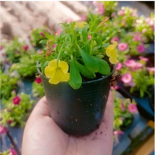พิทูเนีย​ ดอกพิทูเนียหลากสี